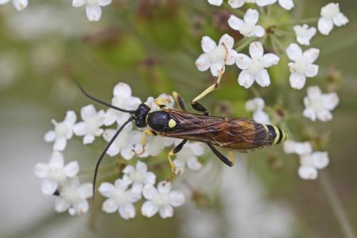 Réf. 329 596 : Diphyus sp.